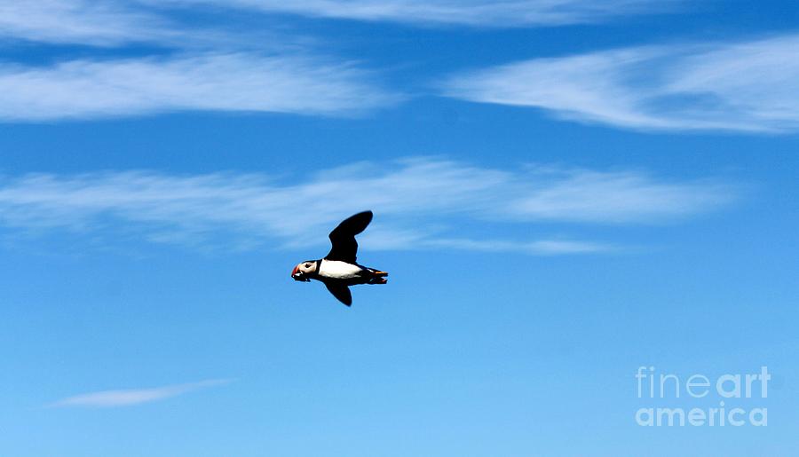 Puffin in Flight Photograph by David Grant