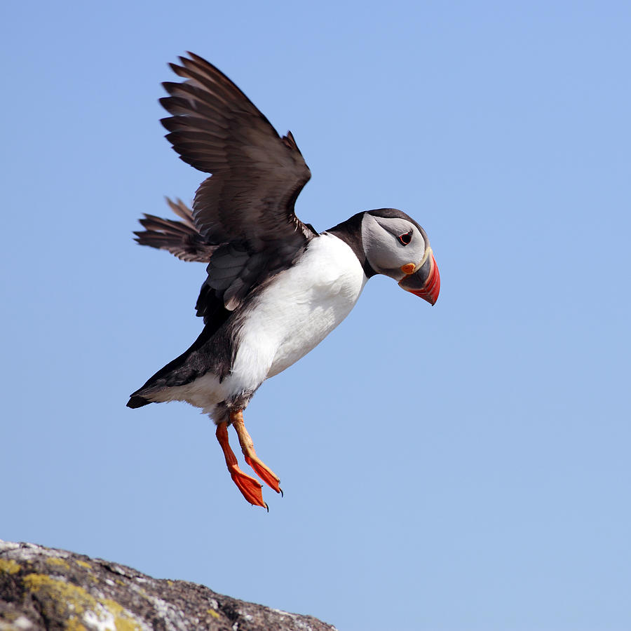 Puffin Photograph - Puffin in flight by Grant Glendinning