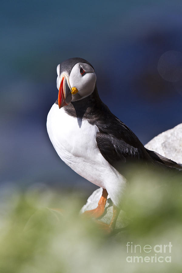 Bird Photograph - Puffin in Front of his larder - The Blue Ocean  by Heiko Koehrer-Wagner