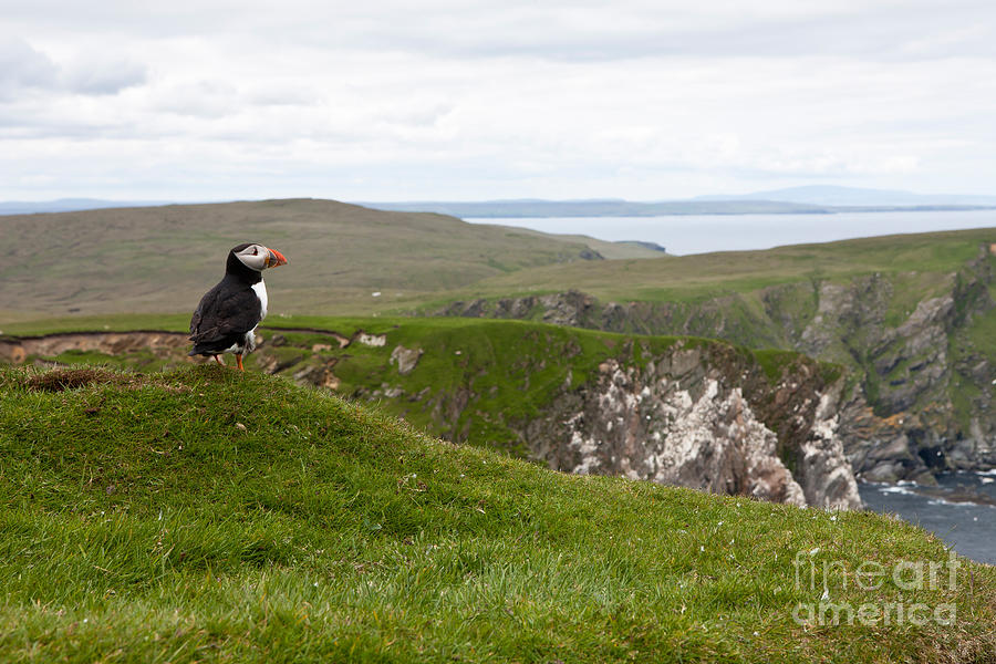 Puffin In The Shetlands Photograph by Thomas Hanahoe