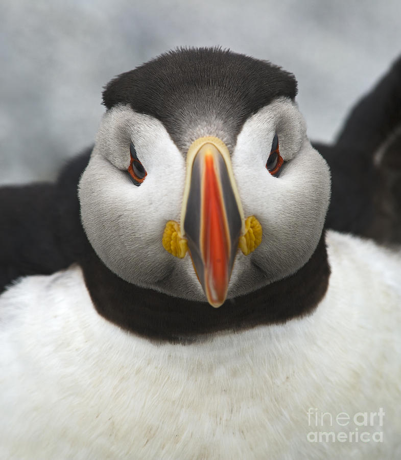 Puffin it Up... Photograph by Nina Stavlund