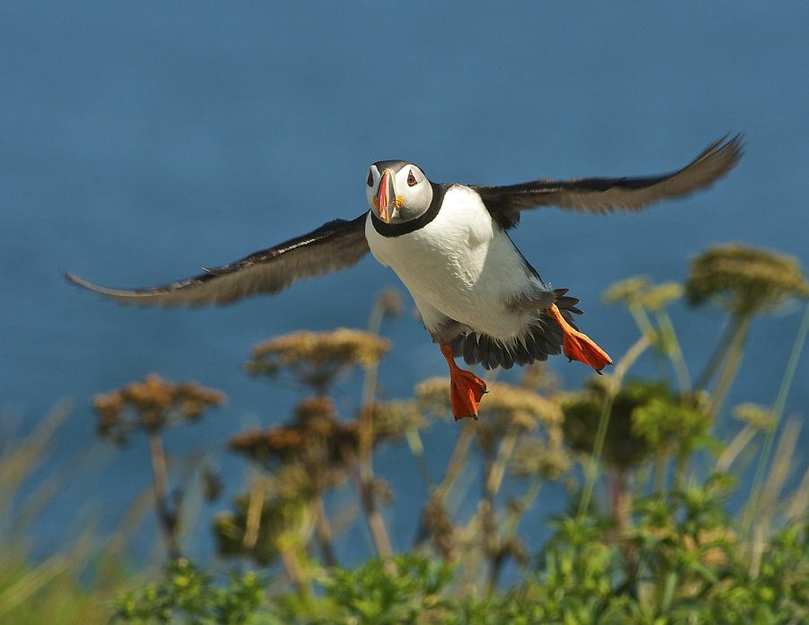 Puffin Landing Photograph by Gerard Monteux - Pixels