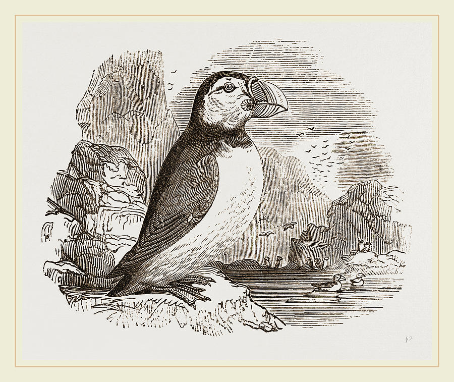 Puffin Drawing - Puffin by Litz Collection