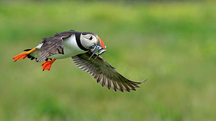 Puffin Photograph by Mark Hughes