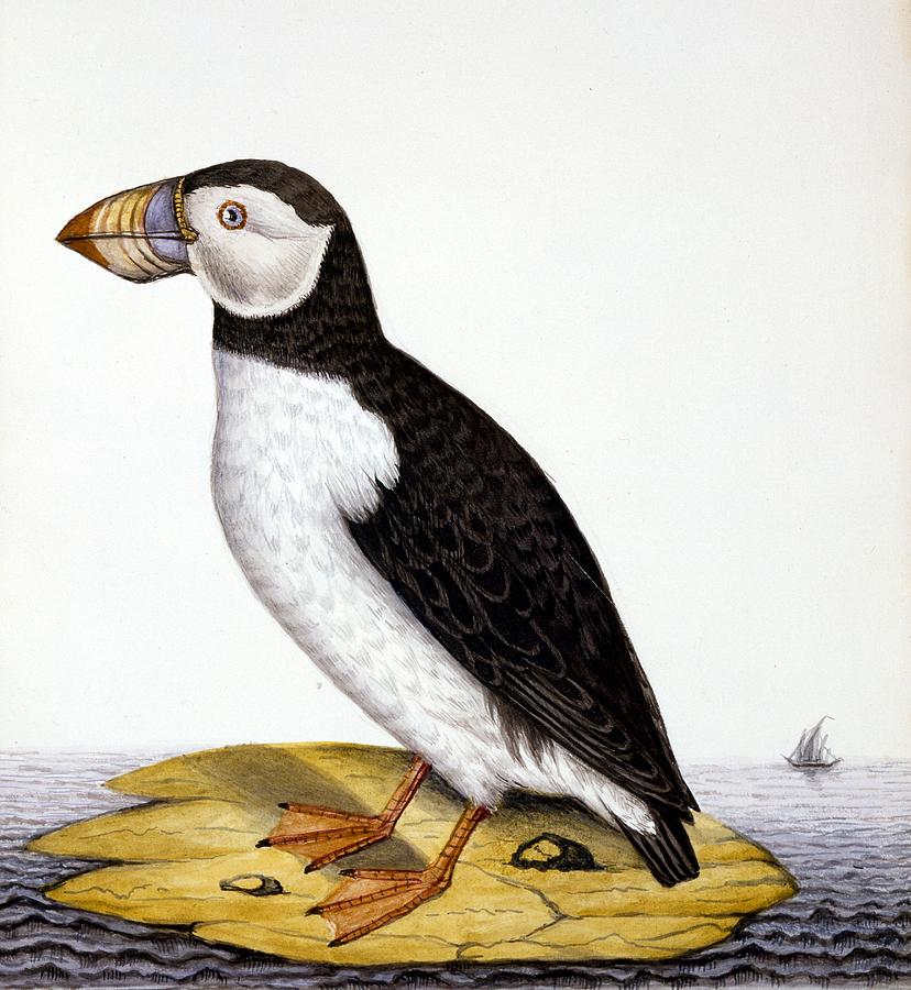 Puffin Painting - Puffin, Marmon Fratercula, Circa 1840 by French School