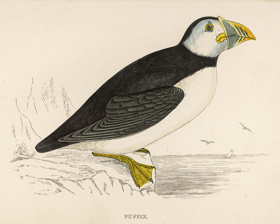 Puffin Drawing - Puffin by Mary Evans Picture Library
