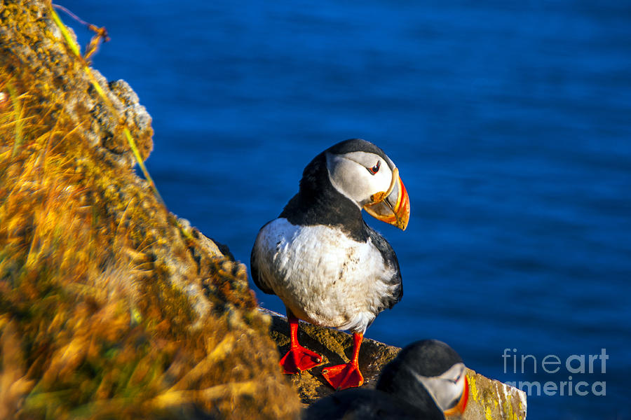 Puffin Nest Photograph by Roberta Bragan - Fine Art America