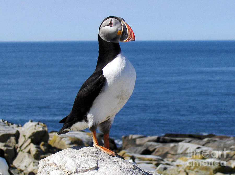 Puffin No.1 Photograph by John Greco