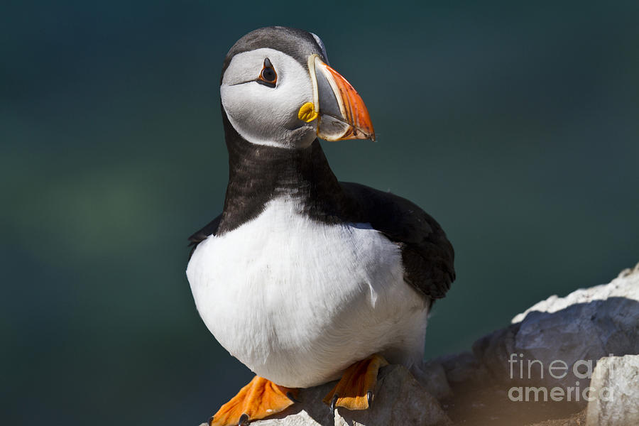 Puffin on the Edge of the Rock Photograph by Heiko Koehrer-Wagner