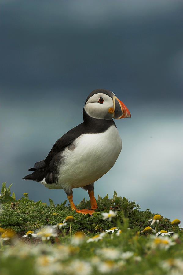 Puffin Photograph by Paul Scoullar