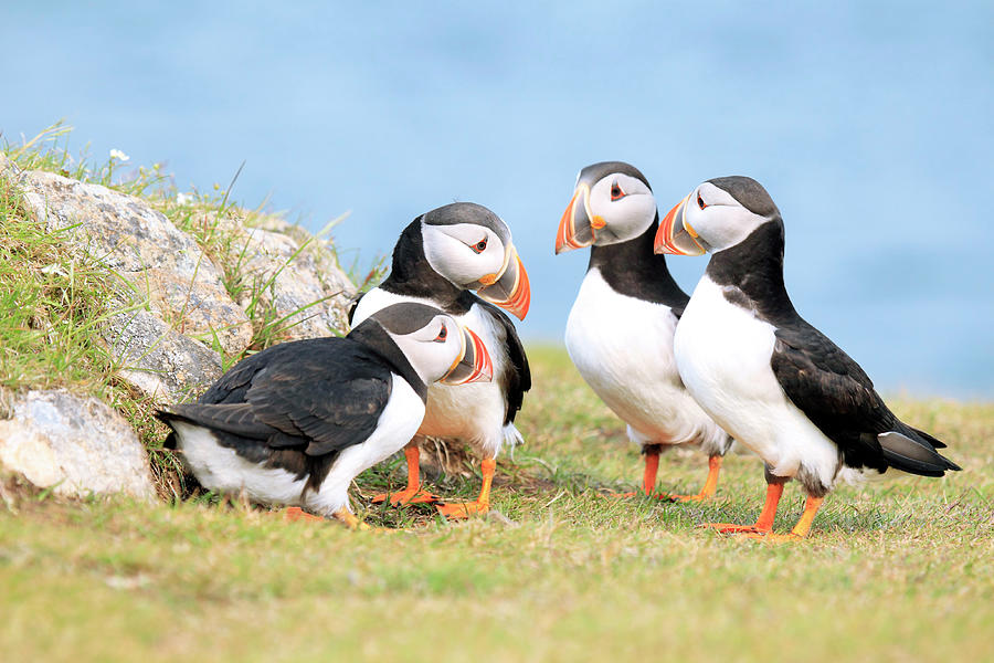 Puffin Pow-wow Photograph by Mlorenzphotography