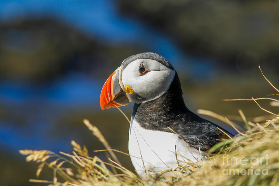 Puffin profile Photograph by Patricia Hofmeester