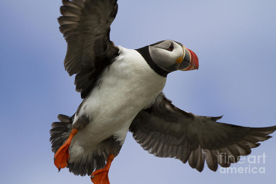 Puffin Ready For Landing Photograph by Heiko Koehrer-Wagner