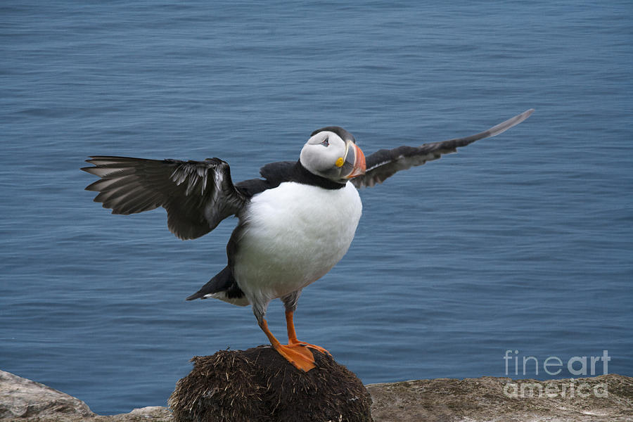 Puffin ready to fly Photograph by Heiko Koehrer-Wagner