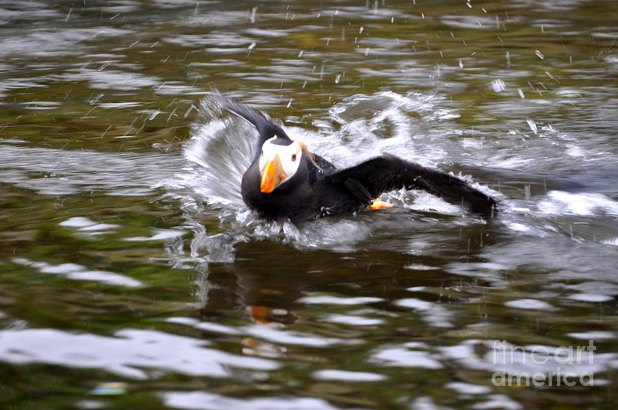 Puffin Photograph - Puffin Skims Water by M J