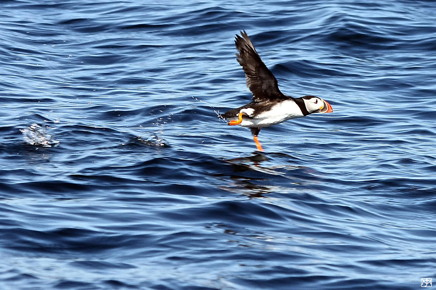 Puffin Take Off Photograph by John Meader
