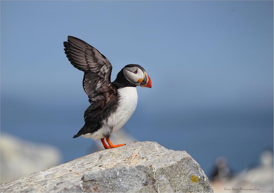 Puffin Photograph - Puffin Wingflap by Daniel Behm