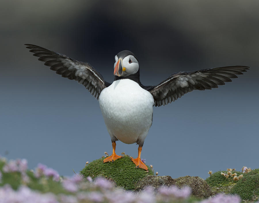 Puffin - Wings Spread Photograph by Jennifer LaBouff