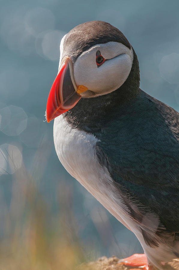 Puffin With Brightly Coloured Beak On Photograph by Fotovoyager