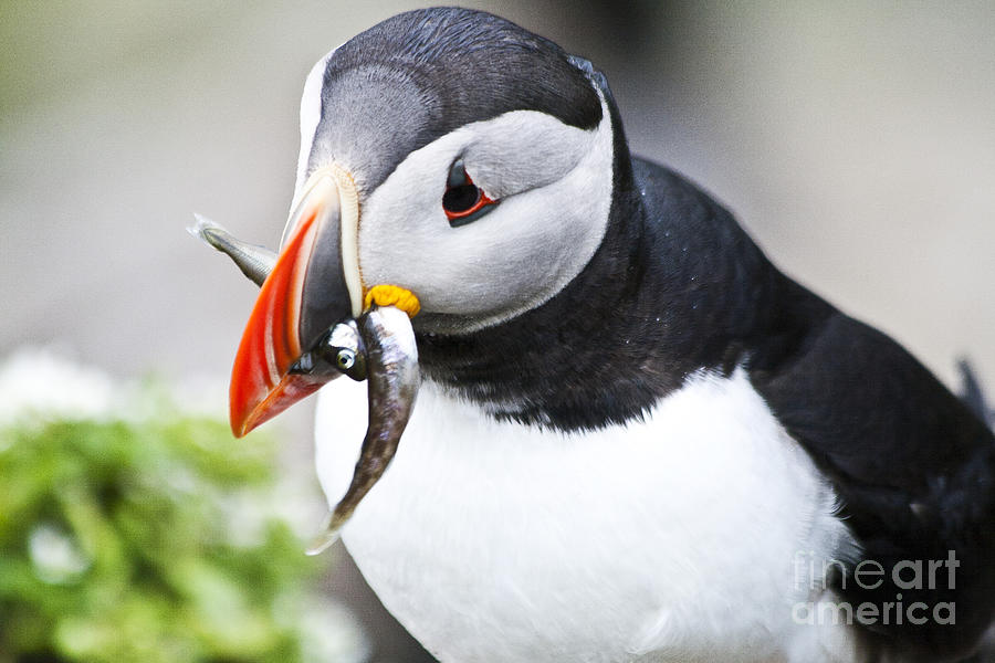 Puffin close-up Photograph by Heiko Koehrer-Wagner