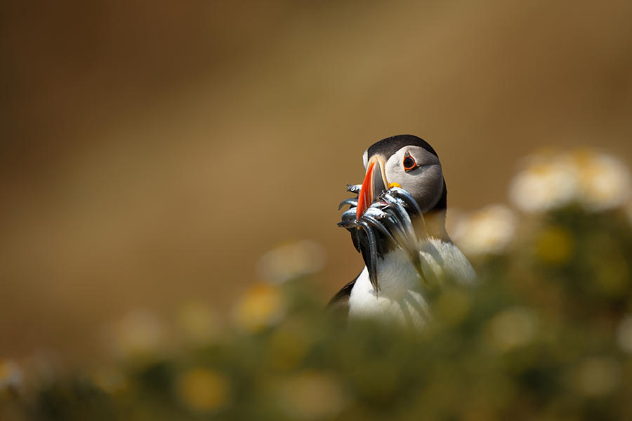 Puffin Photograph - Puffin with sand eels by Izzy Standbridge