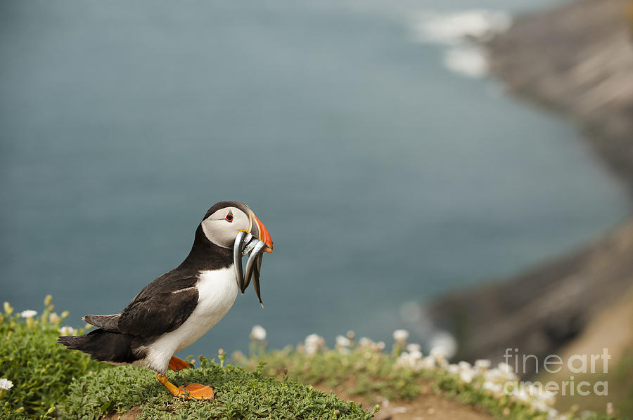 Fish Photograph - Puffin with Sandeels by Anne Gilbert