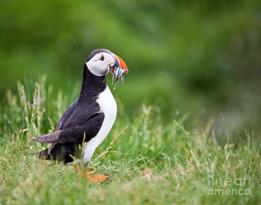 Puffin with sandeels Photograph by Liz Leyden