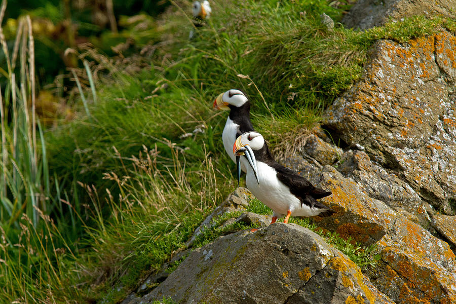 Puffin Photograph - Puffins by Shari Sommerfeld