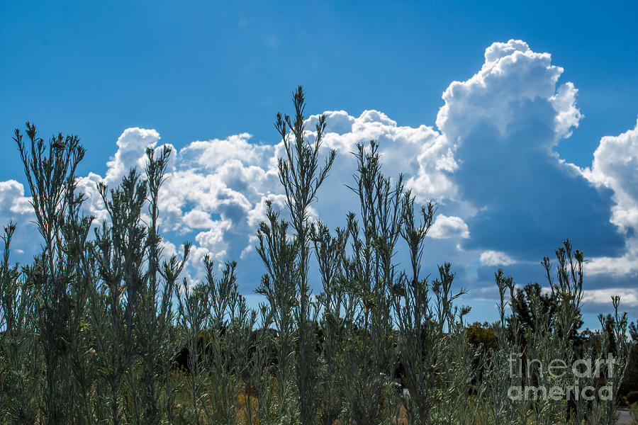 Nature Photograph - Puffy clouds by Photography By Phyllis