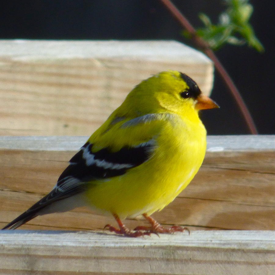 Puffy Goldfinch Photograph by Jean Wright