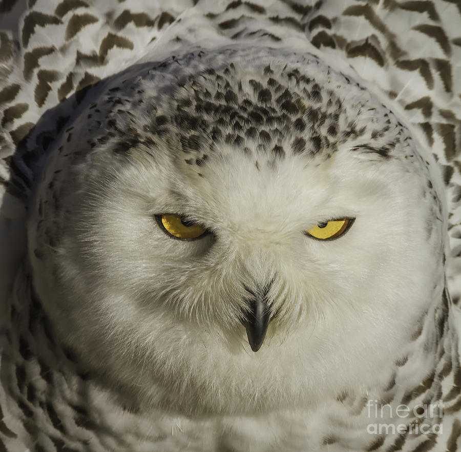 Puffy Owl Photograph by Mitch Shindelbower