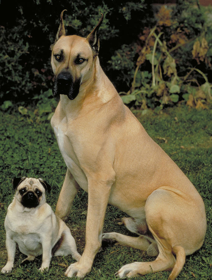 Pug And Great Dane Photograph by Jeanne White