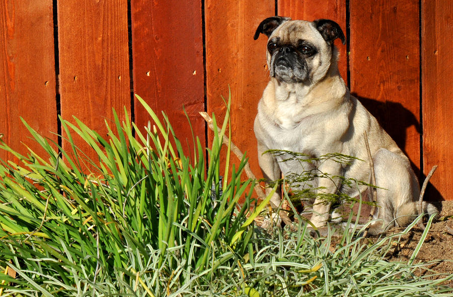 Pug by a fence Photograph by Diane Lent