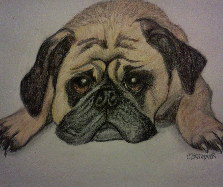 Pug Drawing by Christy Saunders Church