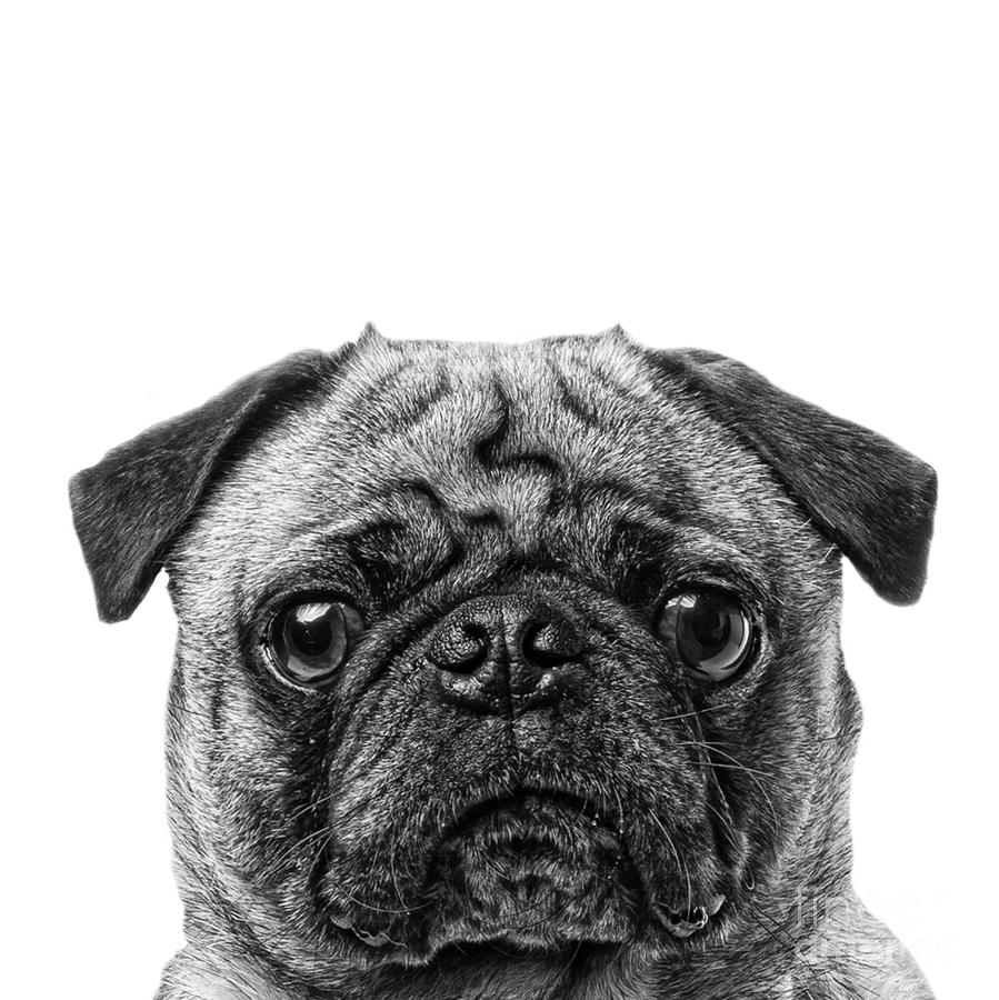 Portrait Photograph - Pug Dog Square Format by Edward Fielding