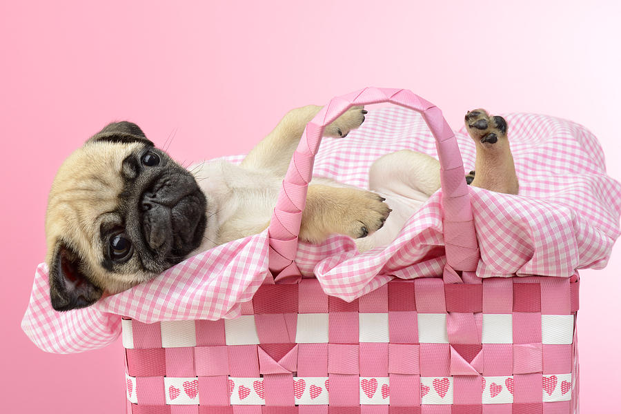 Pug In A Basket Photograph by MGL Meiklejohn Graphics Licensing
