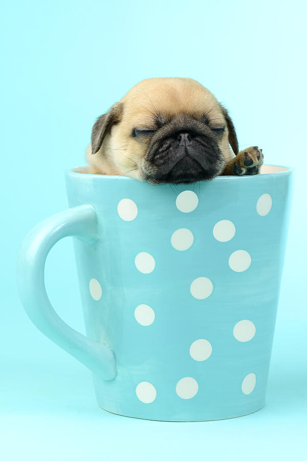 Pug In A Cup Photograph by Greg Cuddiford
