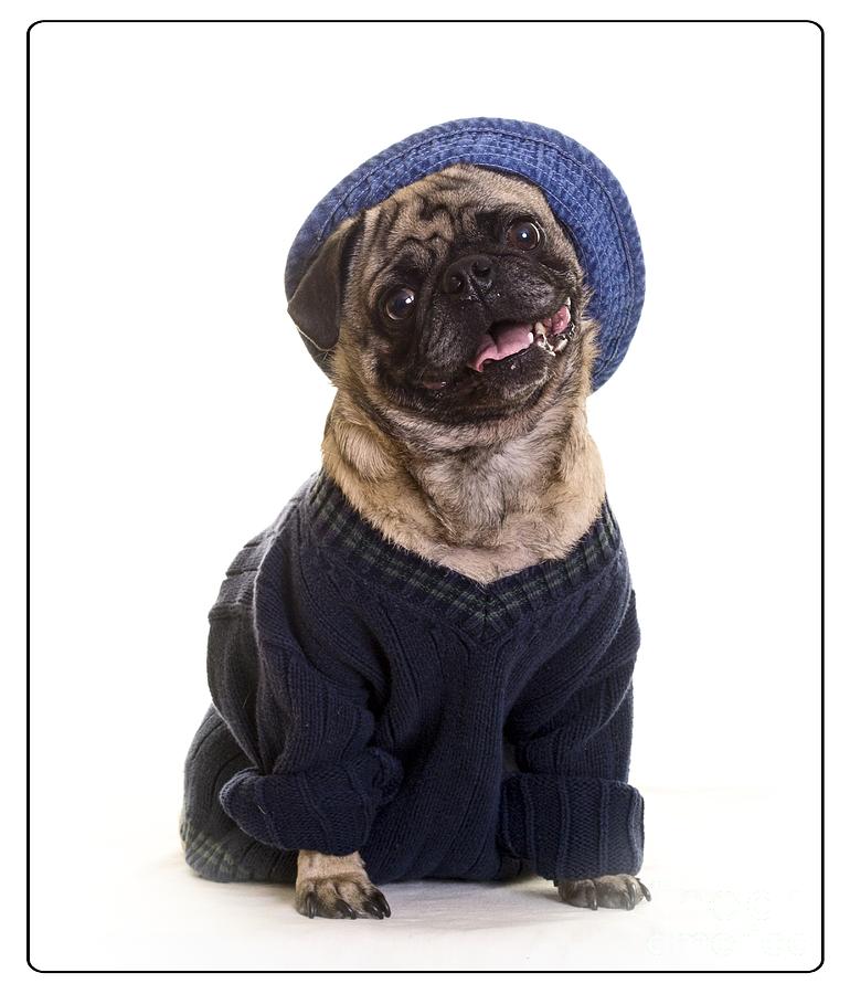 Pug In Sweater And Hat Photograph
