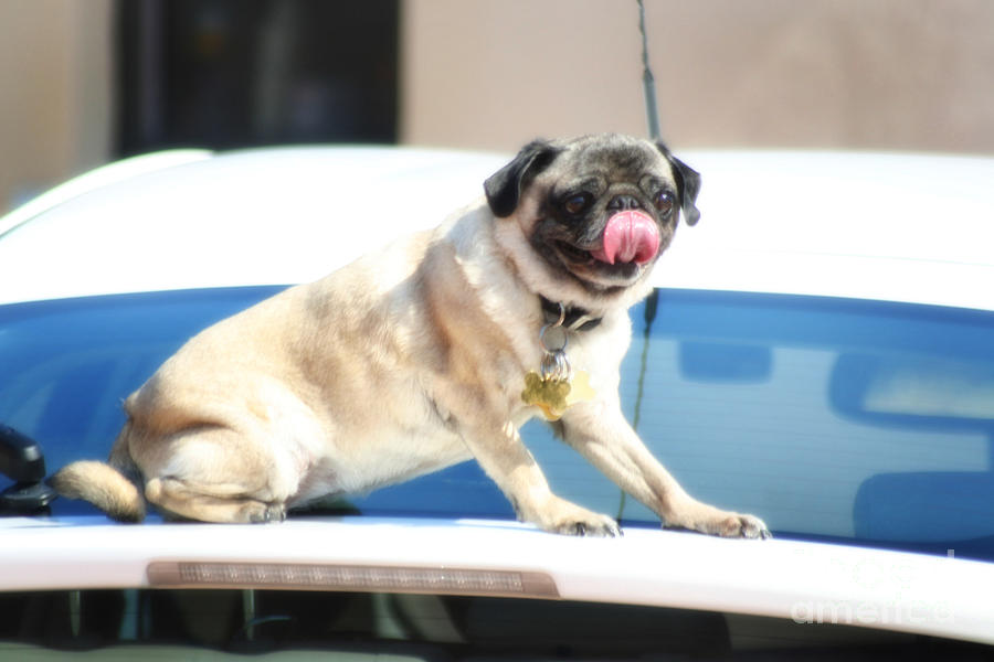 Emotional Pug that belongs to a stroke victim who is my best friend #1 Photograph by Doc Braham