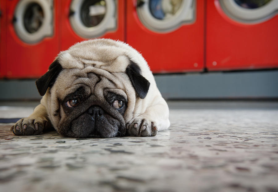 Pug laying on laundromat floor Photograph by Max Bailen