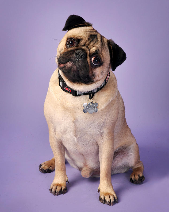 Pug On Purple Photograph