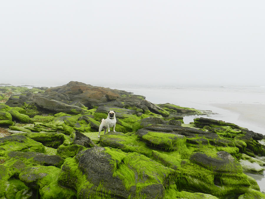 Pug on the Rocks Photograph by Deborah Ferree