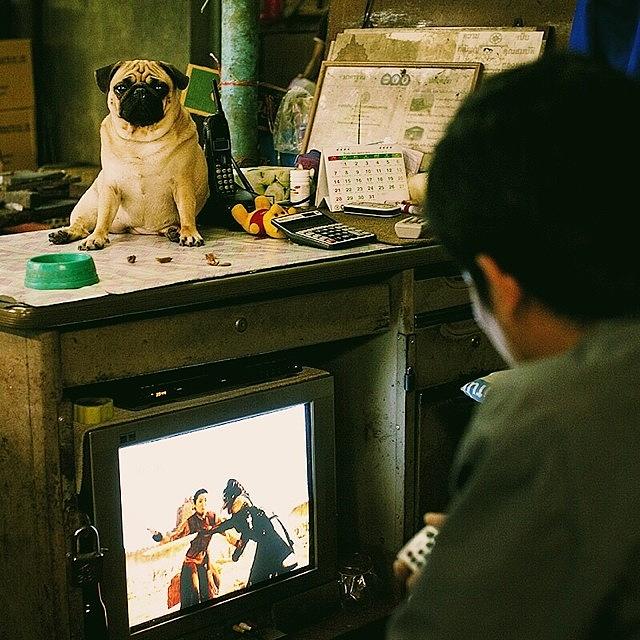 Dog Photograph - Pug On The Table, Sci-fi On The Tv by David  Hagerman