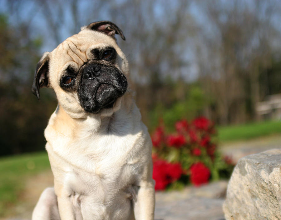 Pug posing by flowers and rock Photograph by Ron Schock - Fine Art America