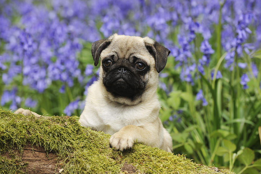 Dog Photograph - Pug Puppy In Bluebells by John Daniels