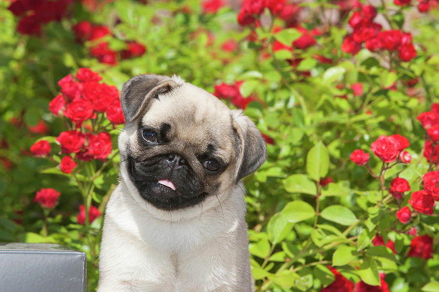 Cute Pug Puppies In Flowers