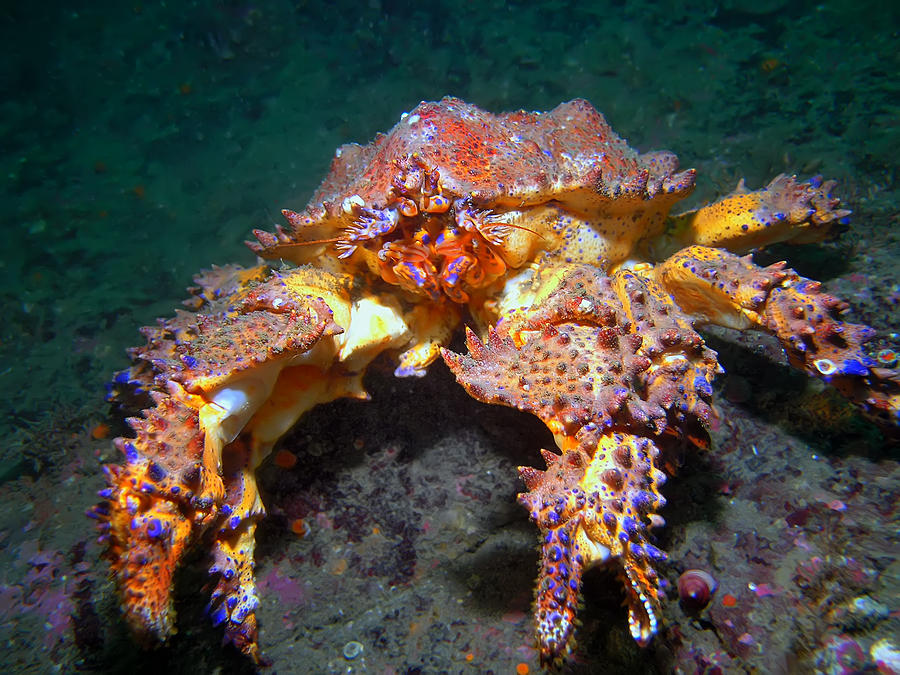 Nature Photograph - Puget Sound King Crab by Derek Holzapfel