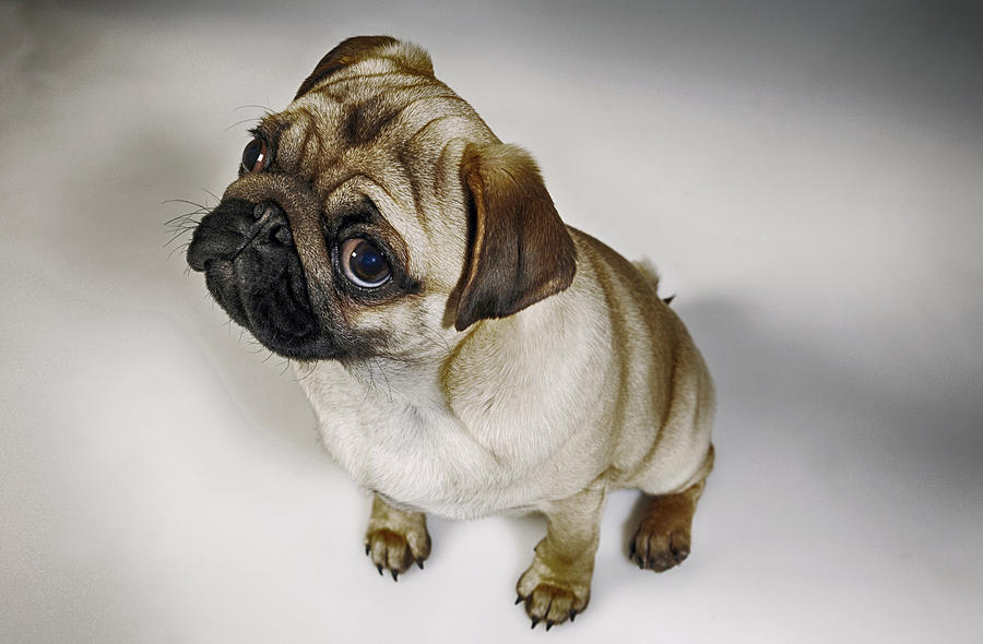 Pugg Puppy Doggy Photograph by Christian Lagereek