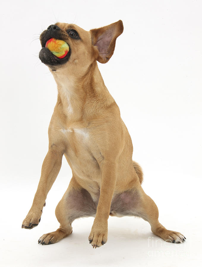 Puggle Catching A Ball Photograph by Mark Taylor