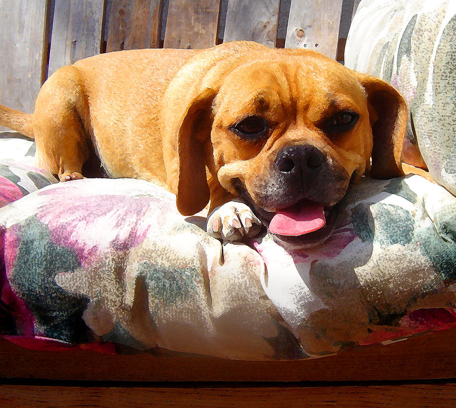 Puggle Lounging Painting by Amy Vangsgard